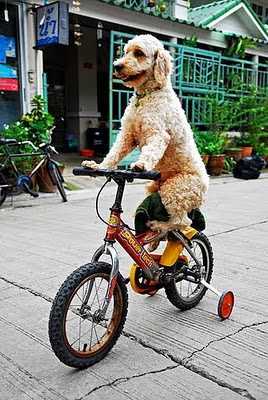 dog on bike41